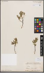 Salix bebbiana Sarg.